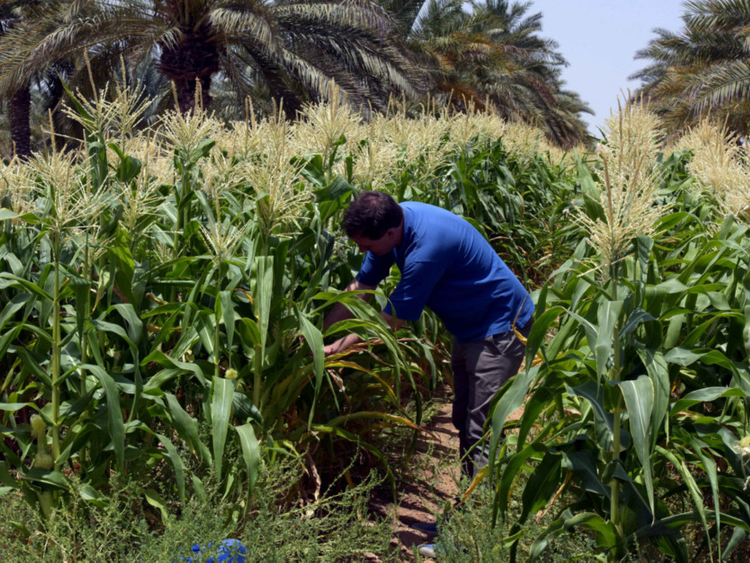 UAE agriculture authority prohibits crypto mining on farms: Report