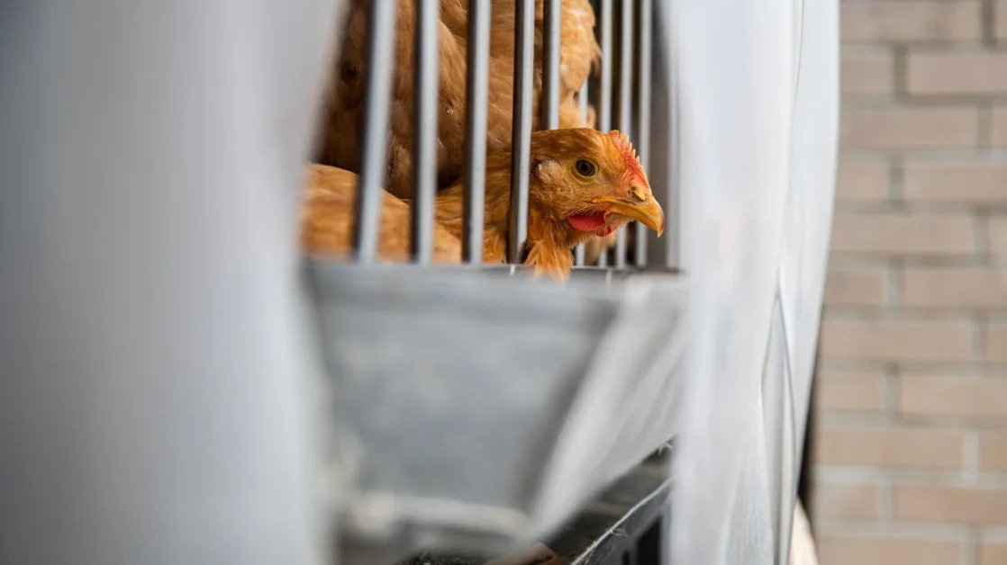 NYC-Area Poultry Markets Shut Temporarily on Bird Flu Concern