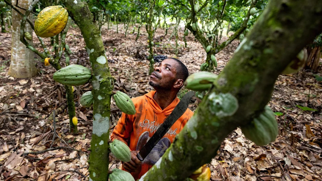 Wild Cocoa Markets Push Europe’s Historic Chocolatiers to the Brink
