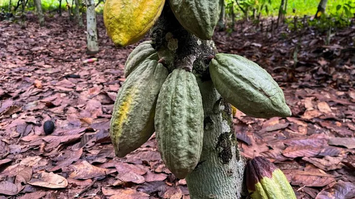 Cocoa, coffee, sugar prices slide as markets remain rattled by Trump tariffs