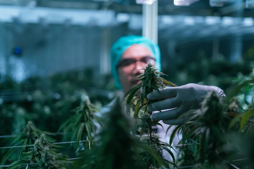 Why Curaleaf Holdings Stock Topped the Market Today