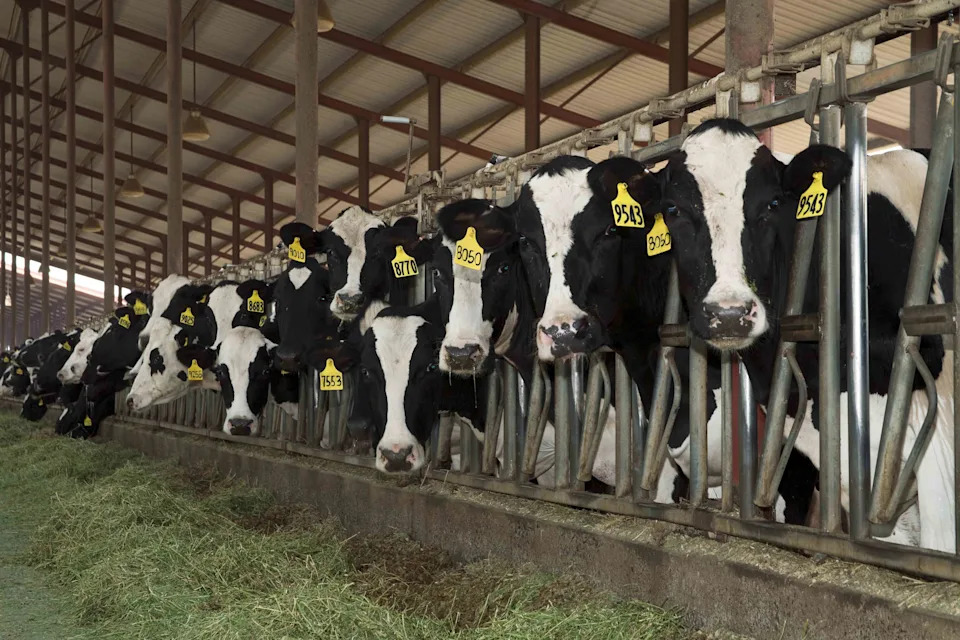 These Analysts Have a New Stock Acronym for You. It's 'COW'